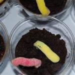 American Chocolate Pots Filled with Earth and Worms Dessert