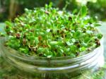 British Growing Alfalfa Sprouts Appetizer
