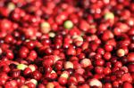 British Cranberry and Walnut Relish Recipe Appetizer