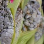 Black Soup of Huitlacoche with Chicken recipe