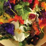 American Nasturtium Salad 2 Appetizer