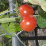 Australian Cherry Tomato Salsa 2 Appetizer
