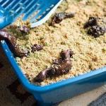 American Cat Litter Cake Appetizer