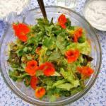Canadian Green Salad with Nasturtium Appetizer