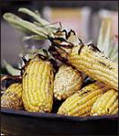 Canadian Grilled Corn with Parmesan Butter Appetizer