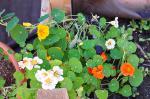 American Nasturtium Pesto Appetizer