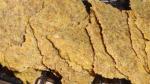 American Cheezy Flax Crackers Recipe Dinner