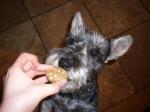 American Luckadoodles Dog Treats Appetizer