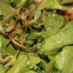 British Salad of Purslane and Frigid Ficoide Appetizer