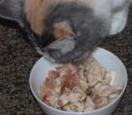 American Bacon and Chicken Stirfry for Your Cat Dinner