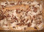 Australian Brown Sugarpecan Coffee Cake Dessert