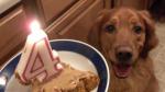 British Doggie Birthday Cake Recipe Dessert