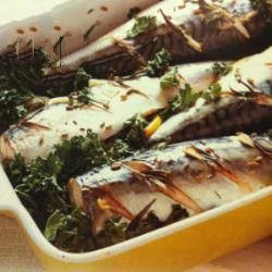 American Mackerel Roast Fennel Appetizer