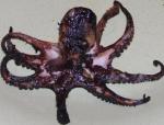 American Bbq Garlic Octopus Appetizer
