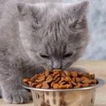 American Cats Snack for Dierendag Dessert