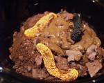 Canadian Guiltfree Dirt  Worms Surprise Appetizer
