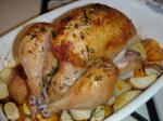 American Roasted Chicken With Lemon and Fresh Herbs BBQ Grill