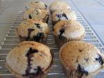 American Vegan Wholegrain Blueberry Muffins Dessert