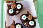 Australian Owl Cupcakes Recipe 1 Dessert