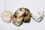 Australian Souffleed Horseradish Oysters Recipe BBQ Grill