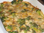 French Chicken Broccoli Casserole 7 Appetizer