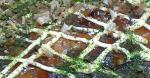 American Okonomiyaki light and Fluffy 1 Appetizer