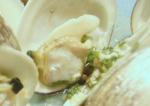 Australian Grilled Clams With Garlicky White Wine Sauce Appetizer