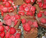 Australian Chocolate Raspberry Truffle Bars Dessert