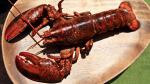 British Grilled Lobster Recipe Appetizer
