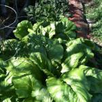 Mustard Greens Soup recipe