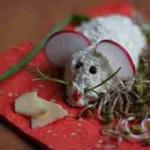 Canadian Yoghurt Mouse Appetizer