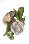 American Green Fairy Oysters Recipe Dinner