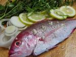 American Red Snapper Grilled on Lemon Herbs and Onions Dinner