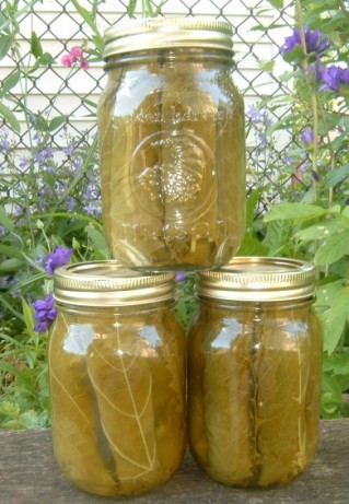 American Preserved Grape Leaves Appetizer