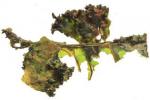 Chilean Crisp Kale Chips With Chile and Lime Recipe Appetizer