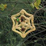 Australian Spiderweb Cookies Dessert