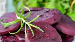 American Grilled Beets in Rosemary Vinegar Recipe Appetizer