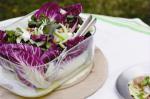 American Treviso Fennel and Walnut Salad Recipe Appetizer