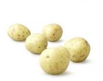 Scalloped Yukon Gold and Sweet Potato Gratin With Fresh Herbs recipe