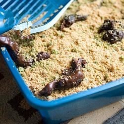 American Kitty Litter Cake Recipe Dessert