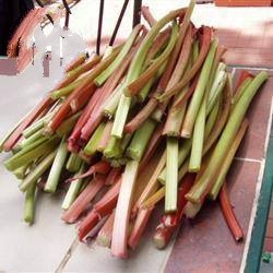 American Rhubarb Figjam Dessert